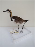 藏品(水雉)的圖片